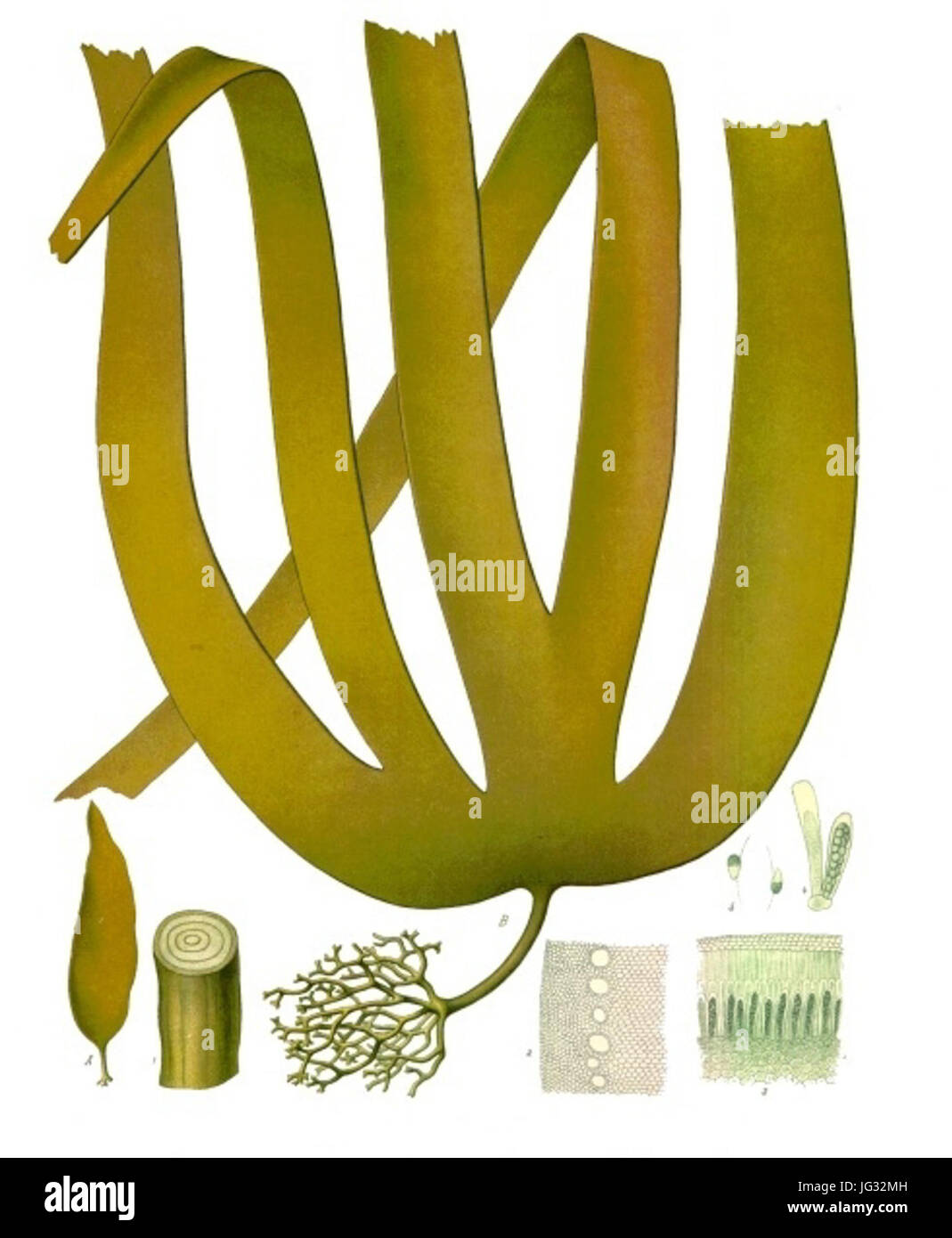 Laminaria hyperborea - Köhler-s Medizinal-Pflanzen-214 Stock Photo