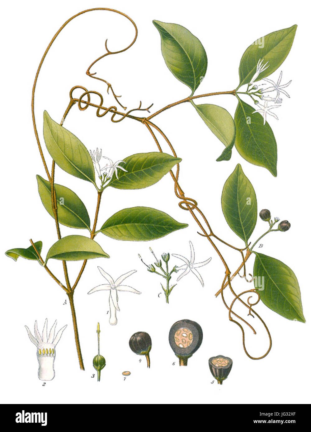 Landolphia watsoniana - Köhler-s Medizinal-Pflanzen-215 Stock Photo