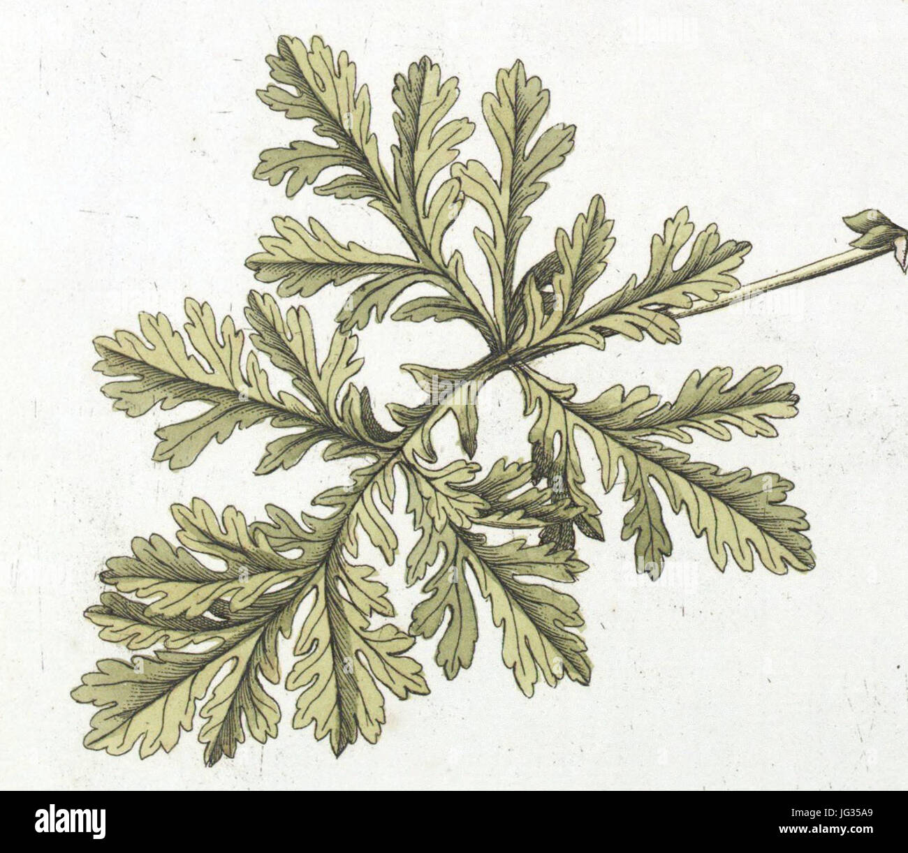 Leaf of Erodium ciconium (L.) L Hérit., Jacquin et al. 1770, Hortus botanicus vindobonensis, vol 1, plate 18 Stock Photo