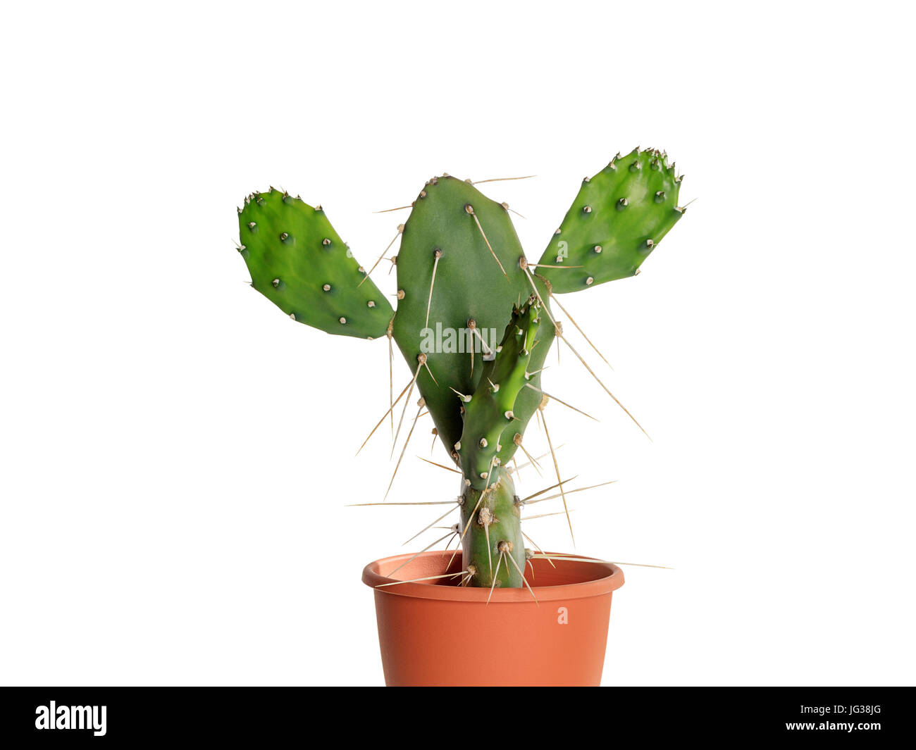 Cactus opuntia quimilo in pot, isolated Stock Photo Alamy