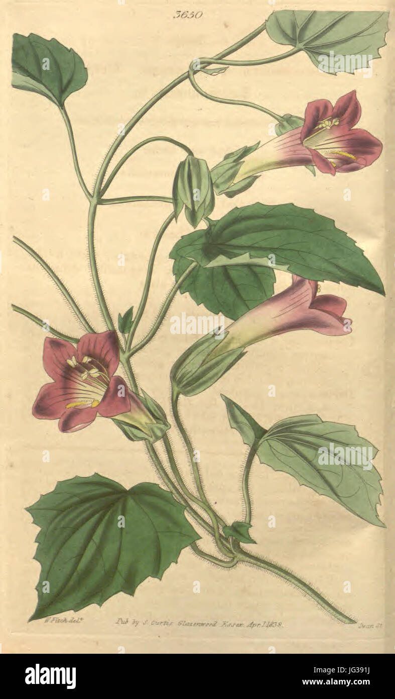 Lophospermum scandens - Curtis 65 pl. 3650 orig Stock Photo