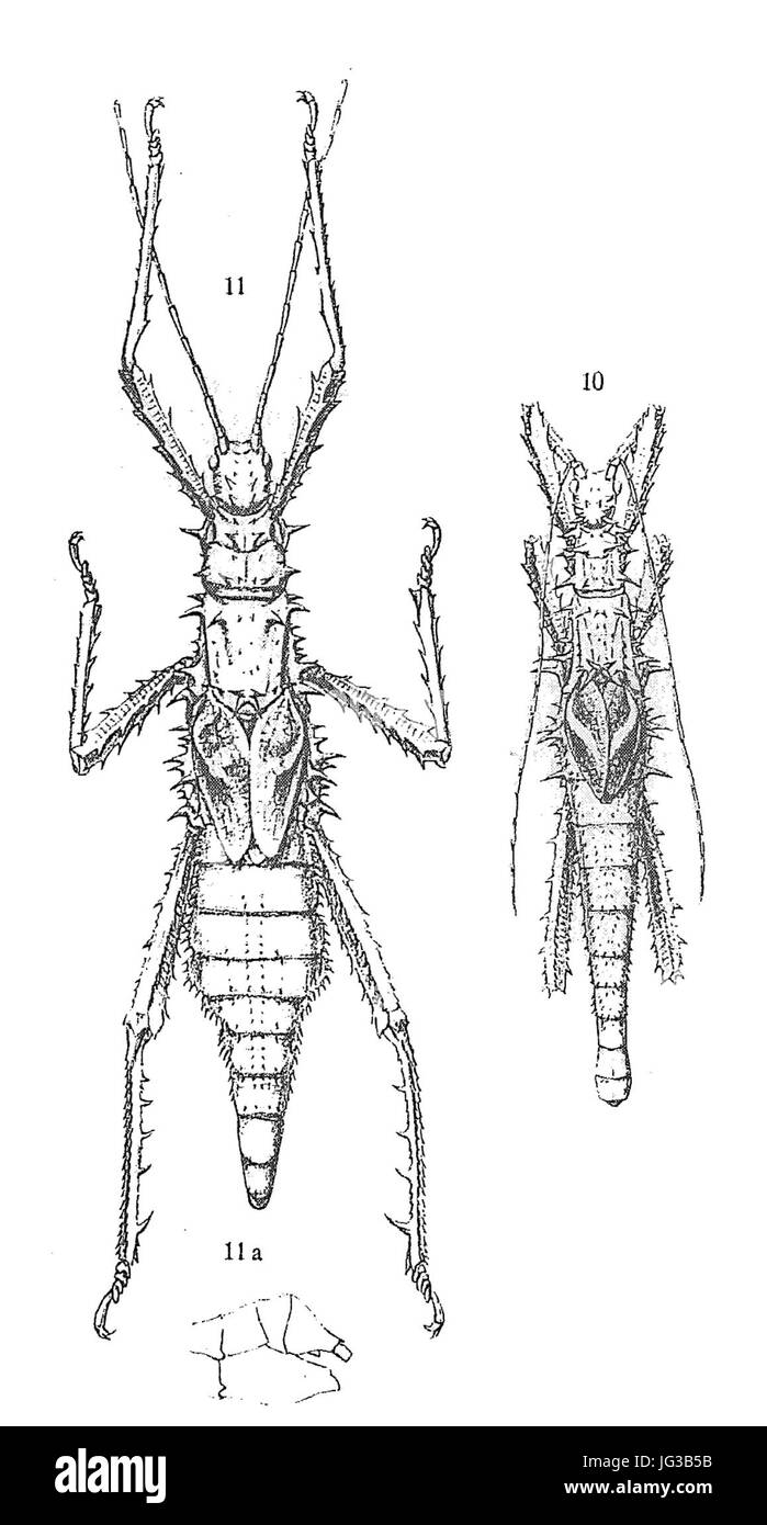 Haaniella echinata - Redtenbacher 1906 Stock Photo