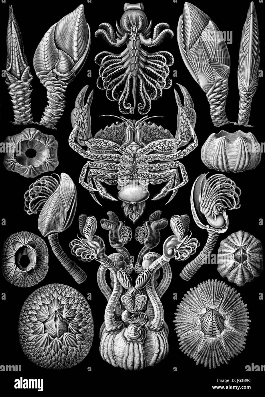 Haeckel Cirripedia Stock Photo
