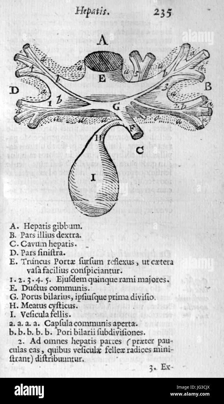 Historical anatomy liver hi-res stock photography and images - Alamy