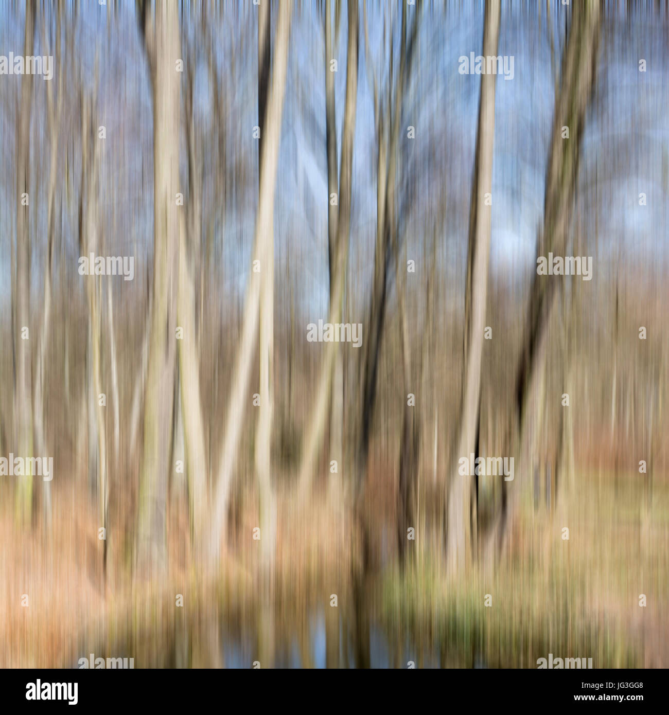 Abstract motion blurred trees in a forest Stock Photo