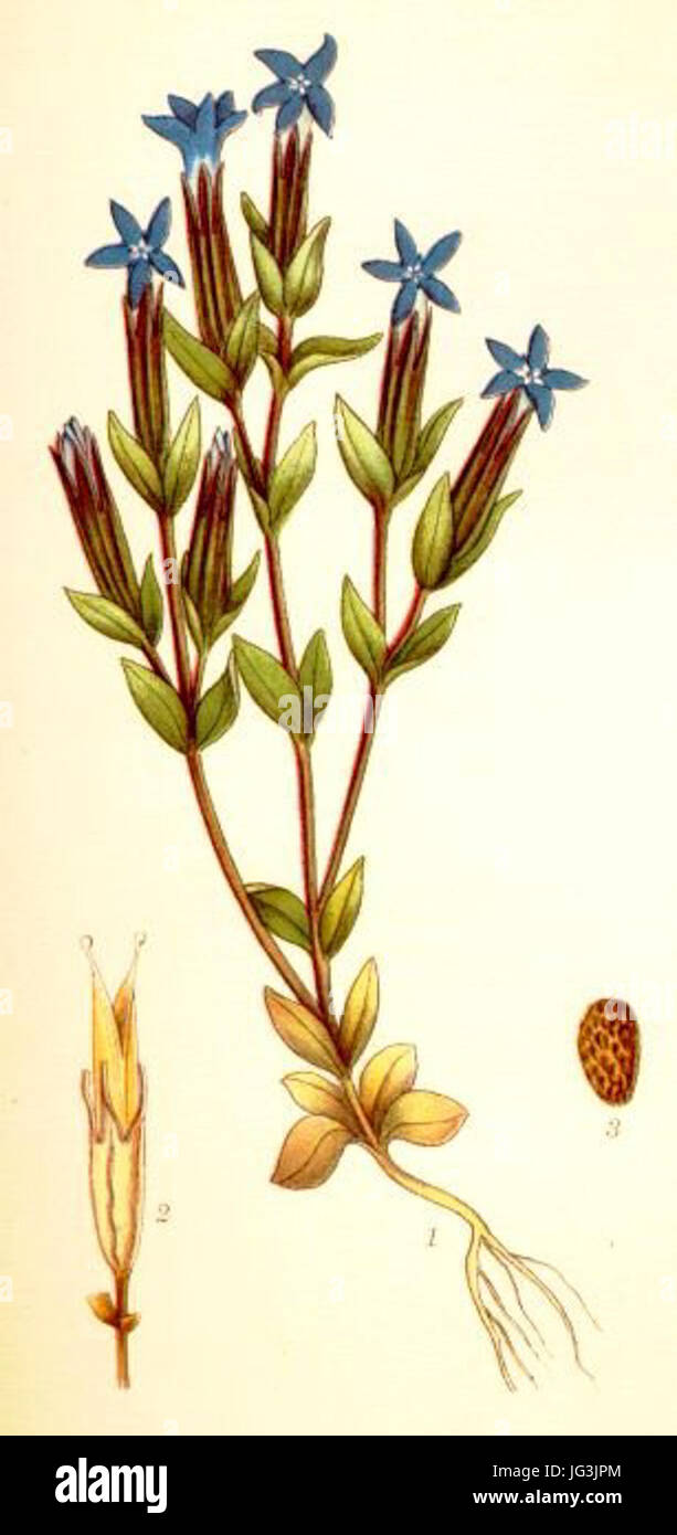 Goryczka śniegowa (Gentiana nivalis), ubt Stock Photo
