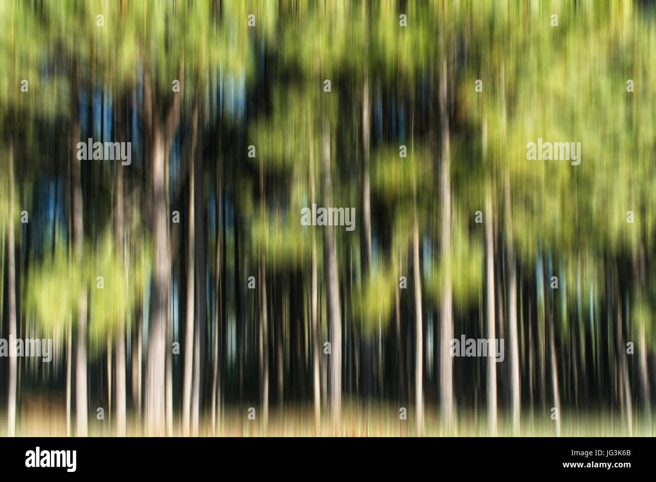 Abstract motion blurred trees in a forest Stock Photo