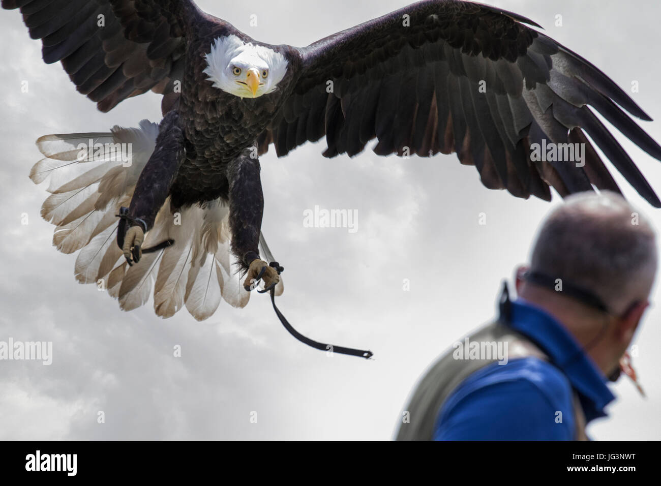 Bald Eagle landiing Stock Photo