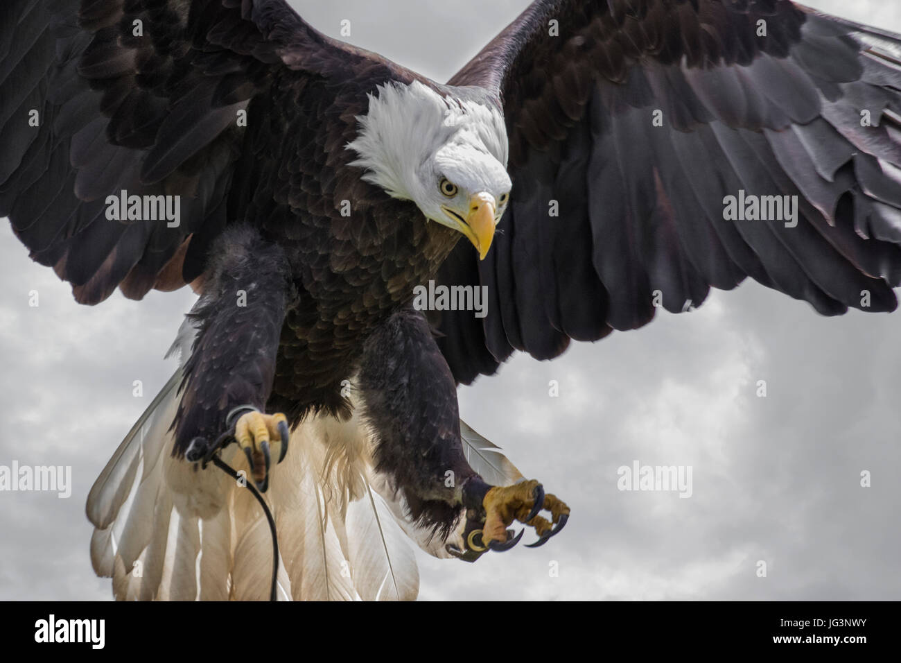 Bald Eagle landiing Stock Photo