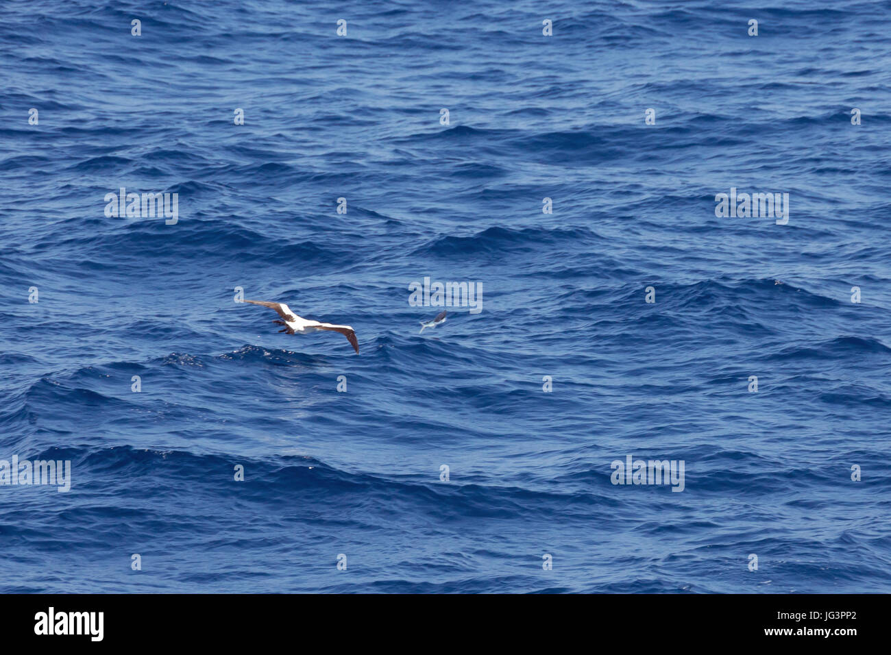 Masked booby hunting for a flying fish on the Arabian Sea Stock Photo