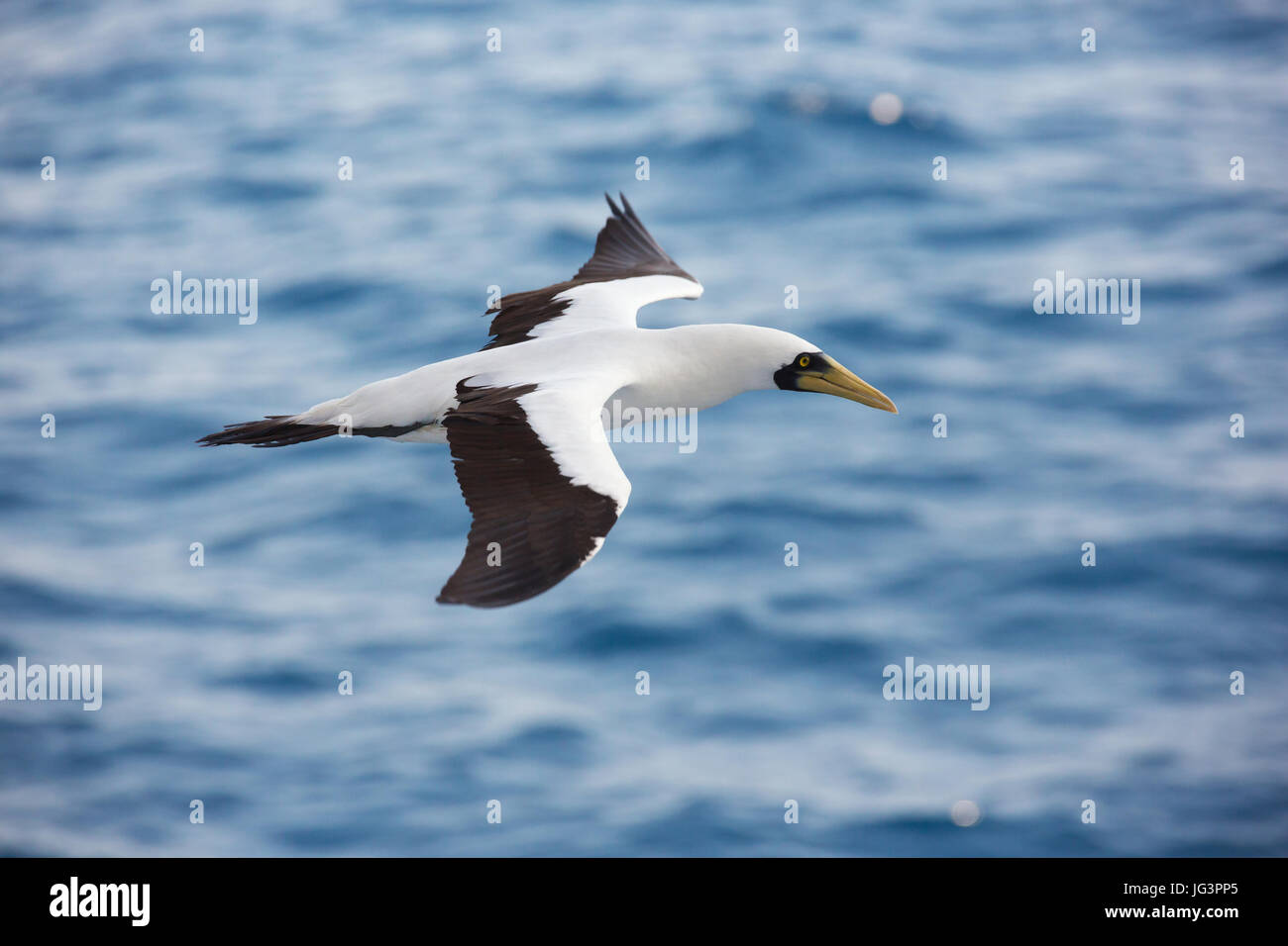 Masked booby passing by at close distance. Selective focus on the body of the bird Stock Photo