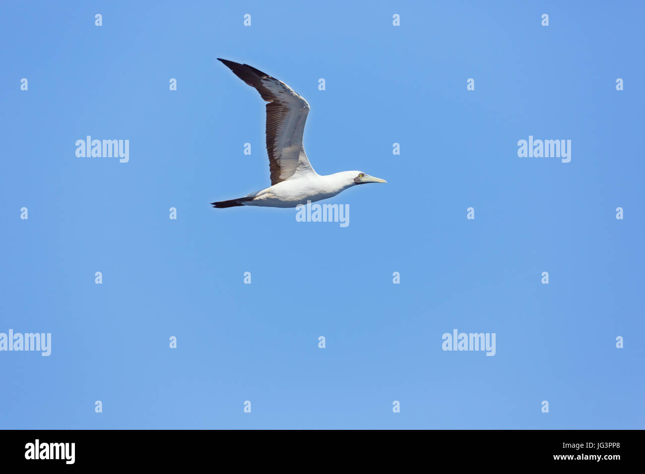 Masked booby passing over head at close distance Stock Photo