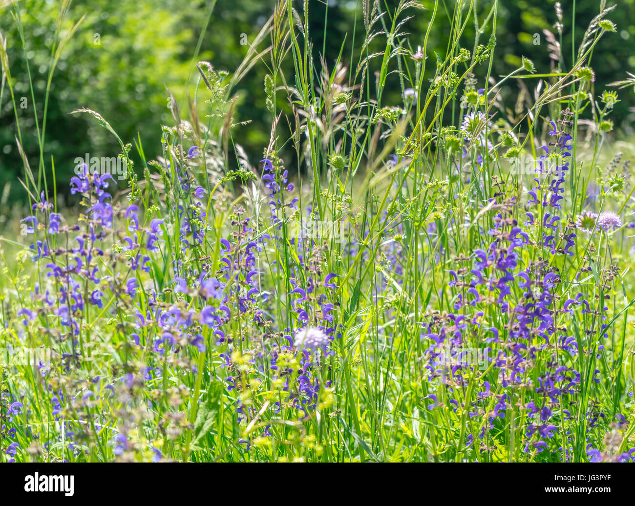 Blue meadow clary hi-res stock photography and images - Alamy
