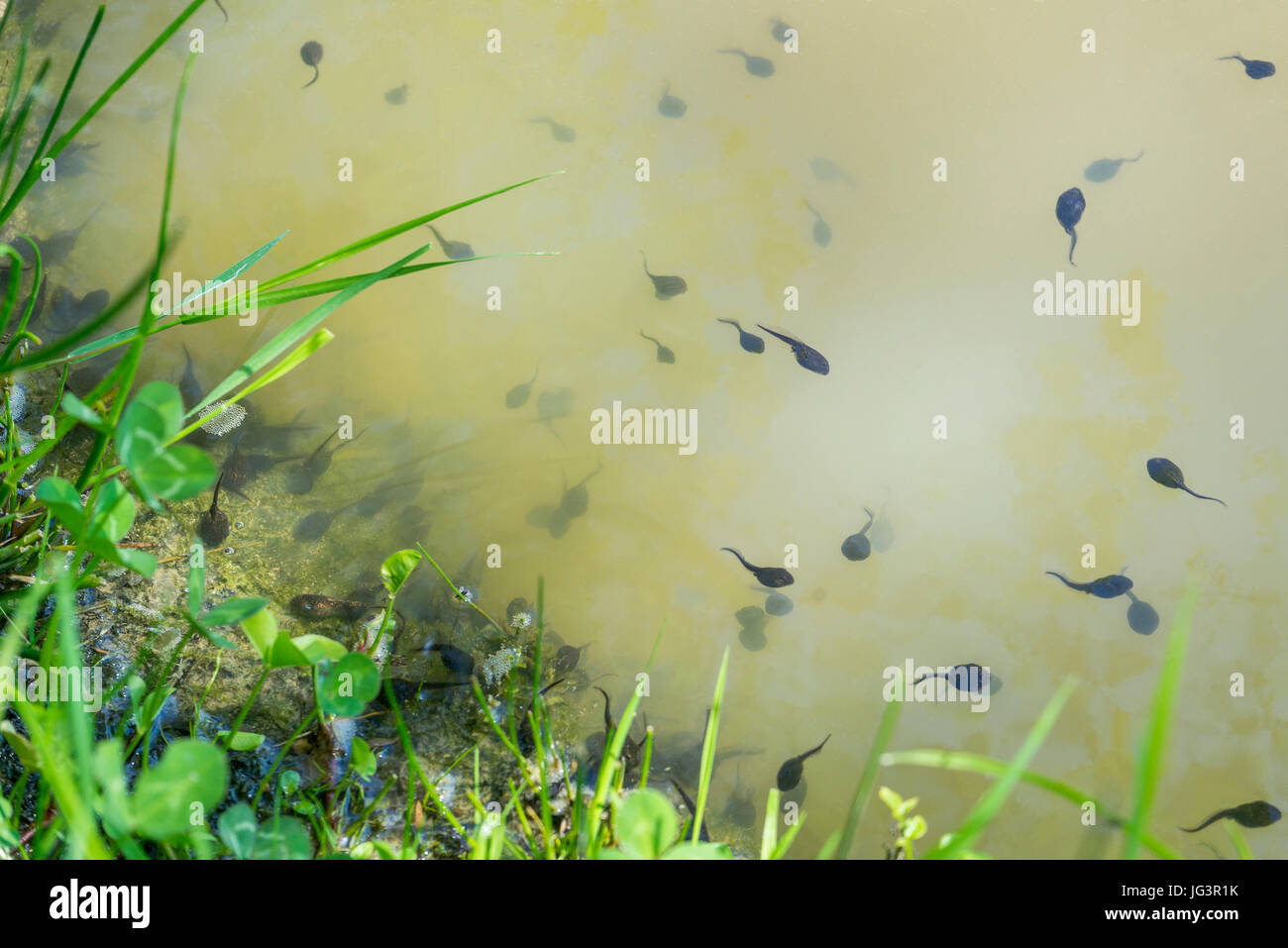 high angle view showing lots of tadpoles in natural ambiance Stock Photo