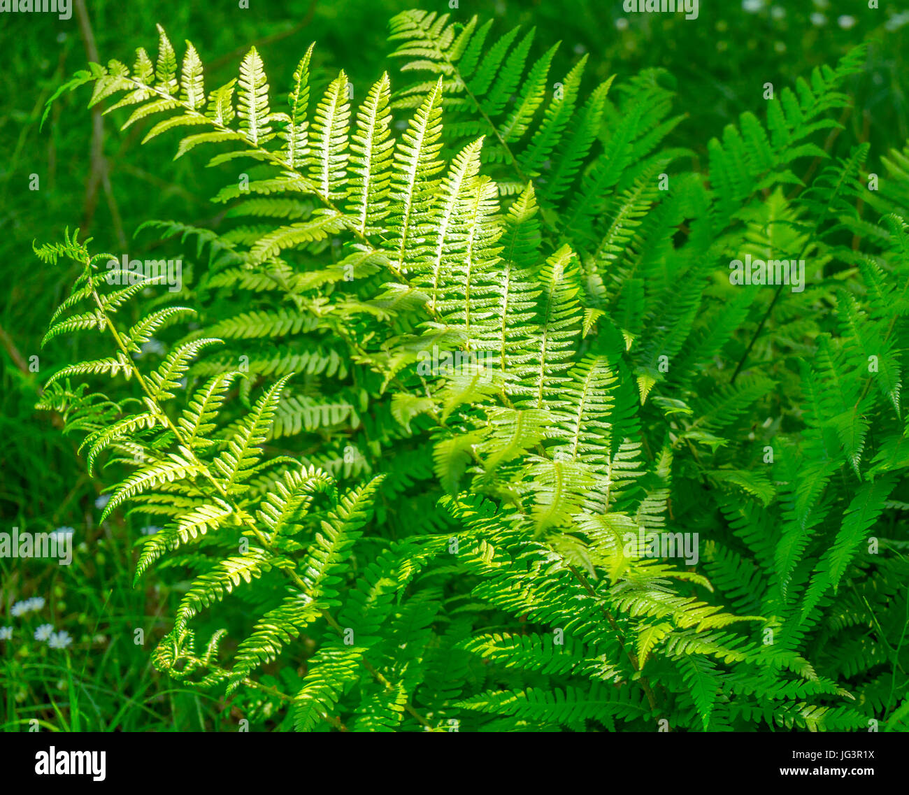Sunny illuminated fern leaves hi-res stock photography and images - Alamy