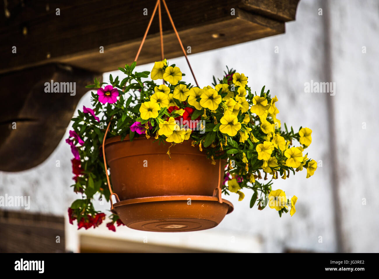 Colorful flowers 'Mini Petunia, Calibrachoa Celebration Carnival' in a flowerpot hanging tied to a wooden plank. Stock Photo