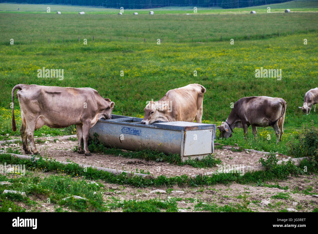 Cows (Swiss Braunvieh Breed) drinking water from a waterhole in the meadow. Stock Photo