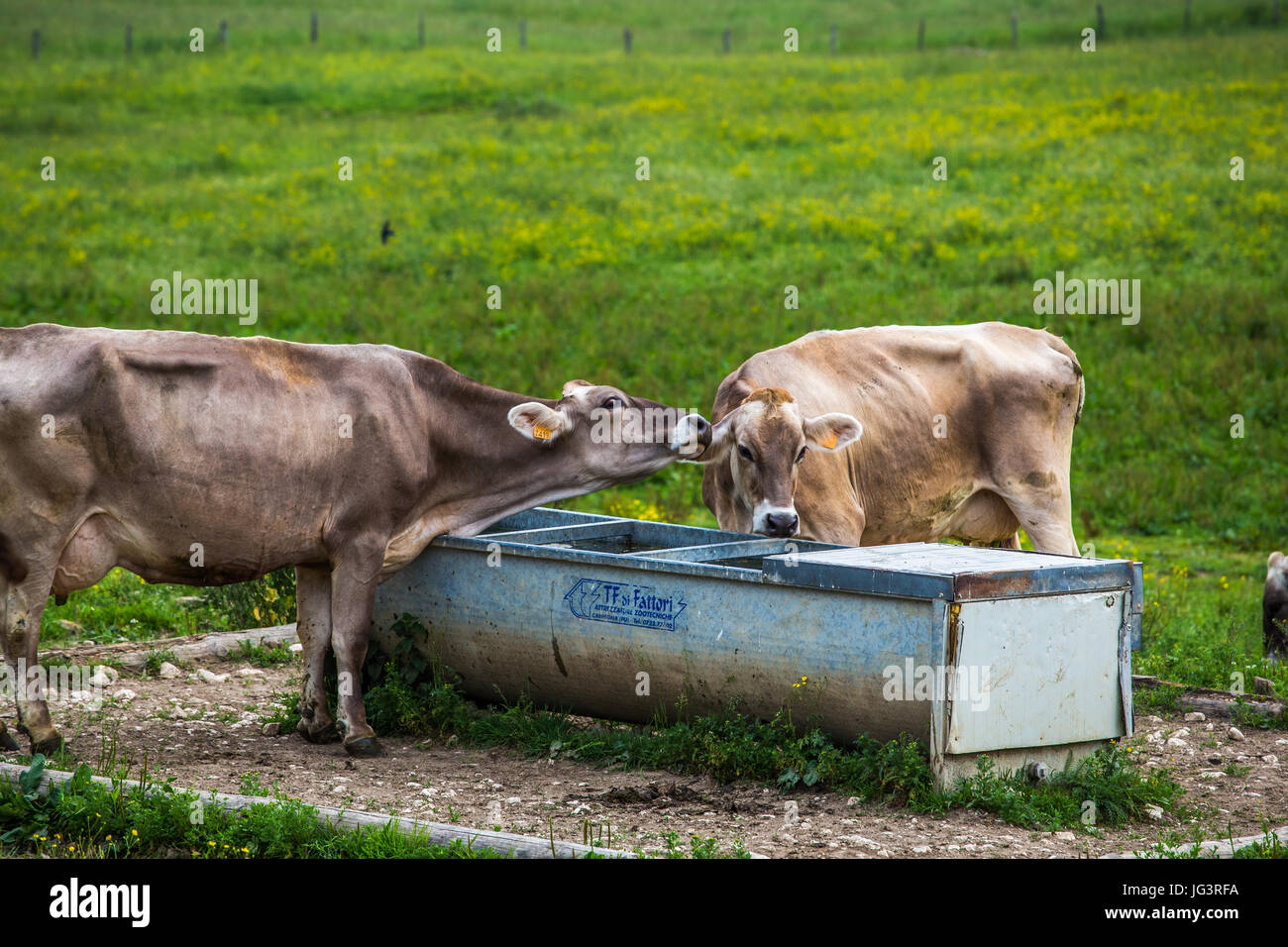 Cows (Swiss Braunvieh Breed) showing their feelings to each other next to the waterhole. Stock Photo