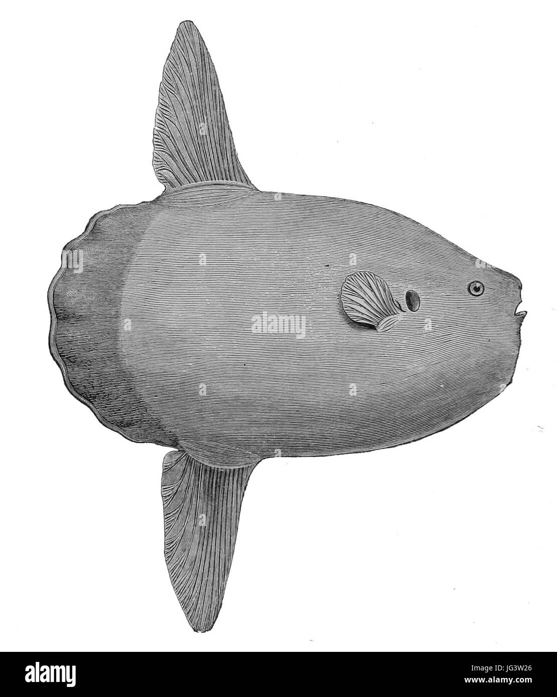 Mola mola 1887 Stock Photo - Alamy