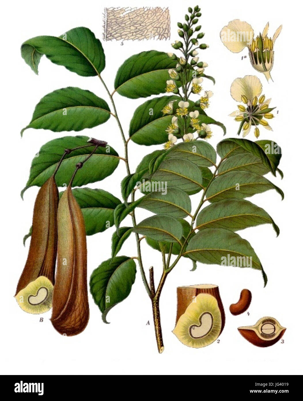 Myroxylon balsamum - Köhler-s Medizinal-Pflanzen-141 Stock Photo