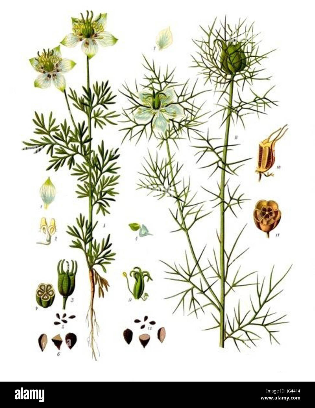 Nigella sativa - Köhler-s Medizinal-Pflanzen-2 Stock Photo
