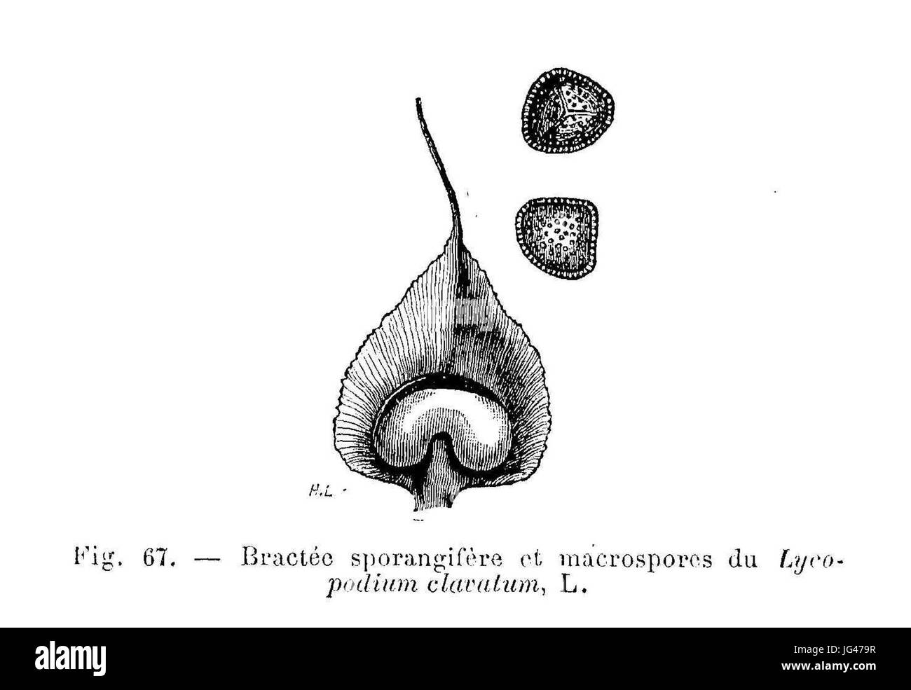 Lycopodium clavatum - bractée sporangifère & macrospores Stock Photo