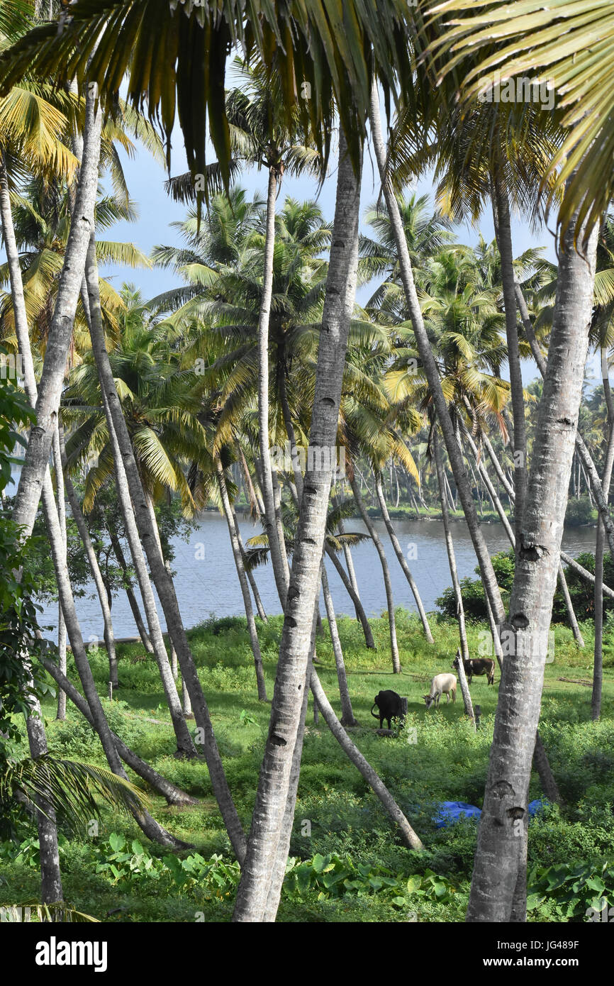 Kerala Coconut Tree High Resolution Stock Photography and Images - Alamy