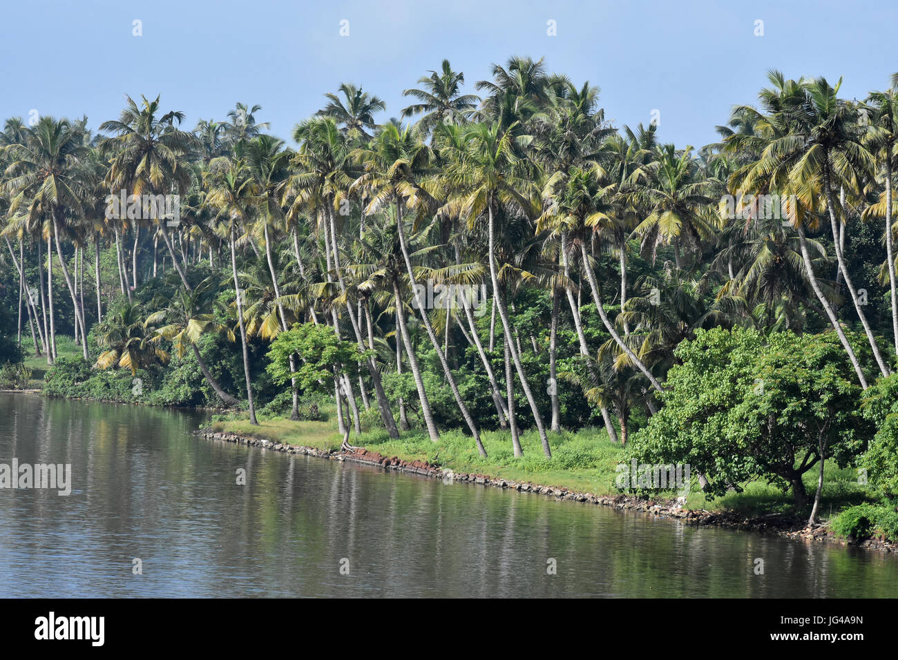 Coconut trees of Kerala Stock Photo Alamy