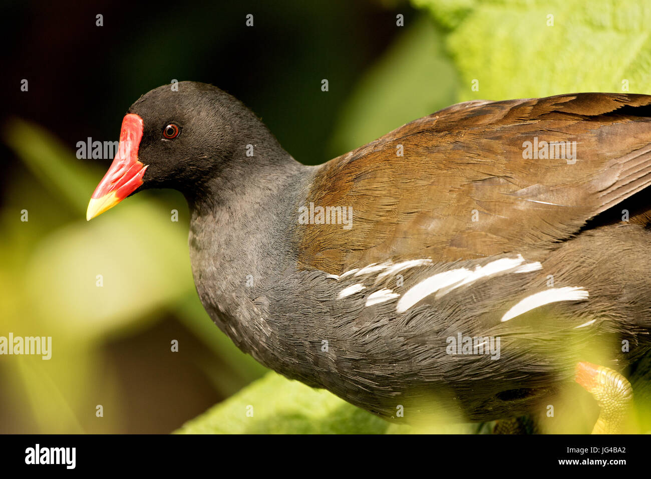 American coot in red hi-res stock photography and images - Alamy