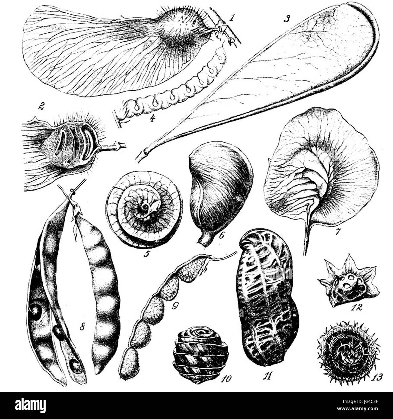 Papilionaceae seed pods Handbuch der Systematischen Botanik (1924) Stock Photo