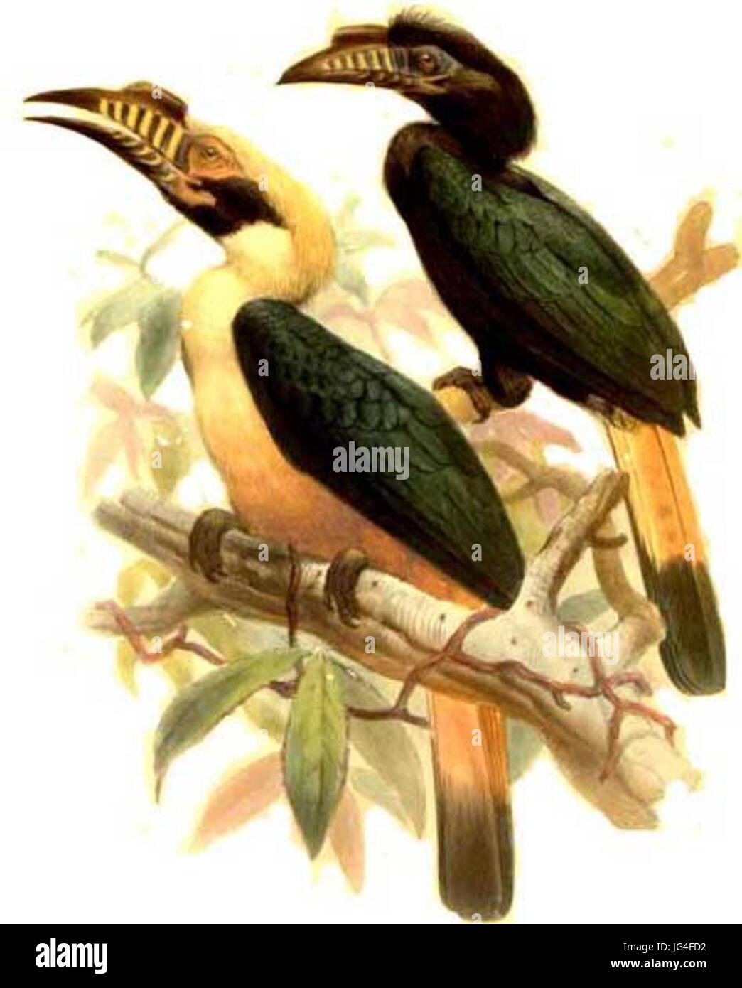 Penelopides panini 28Couple29 Stock Photo Alamy