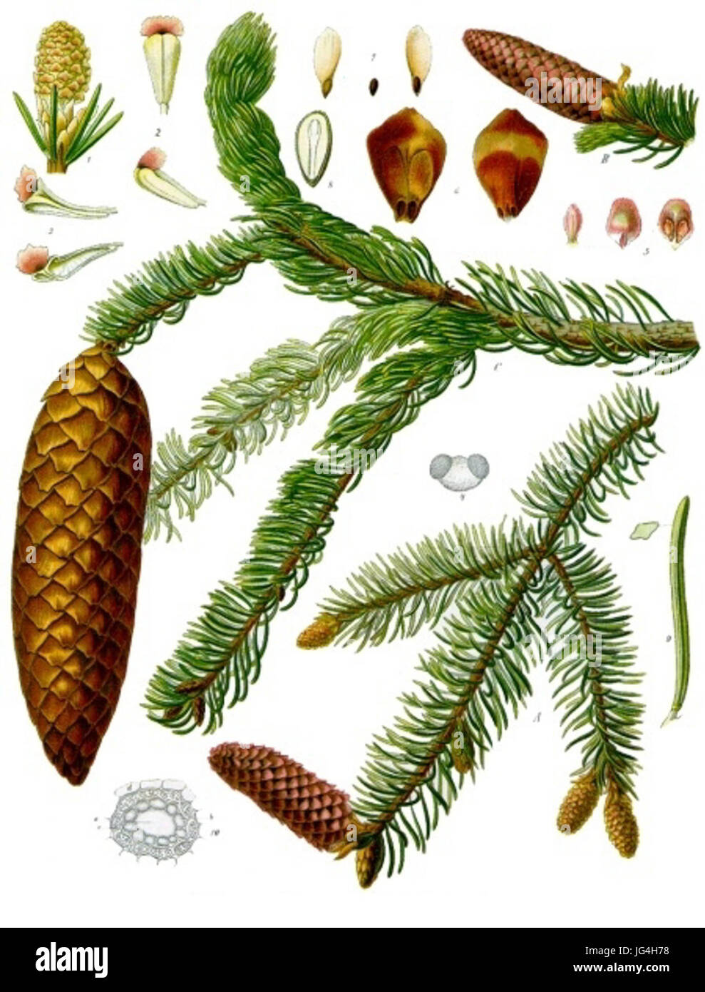 Picea abies - Köhler-s Medizinal-Pflanzen-105 Stock Photo