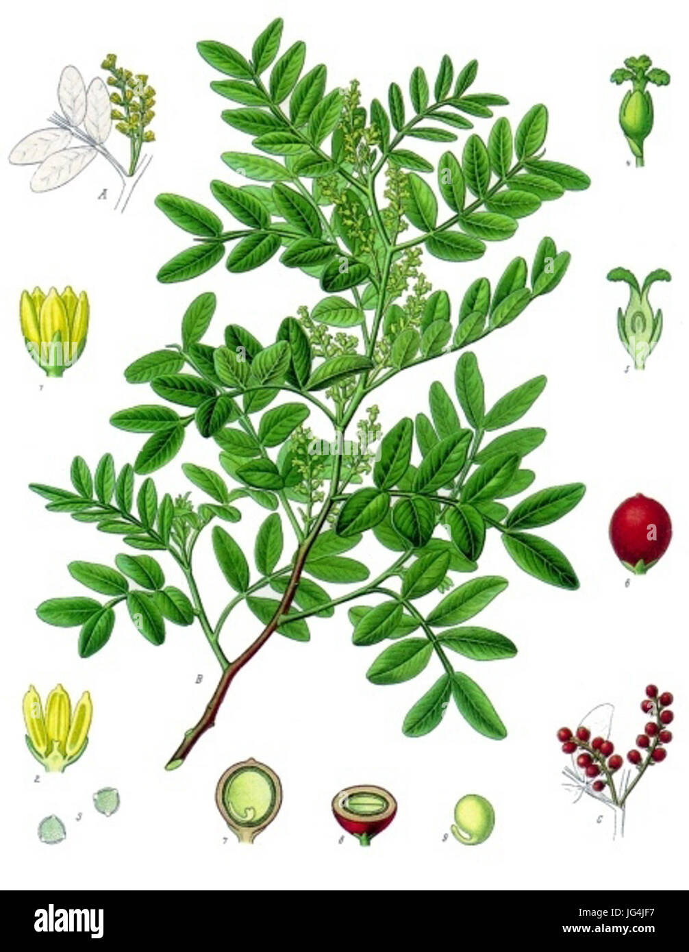 Pistacia lentiscus - Köhler-s Medizinal-Pflanzen-110 Stock Photo