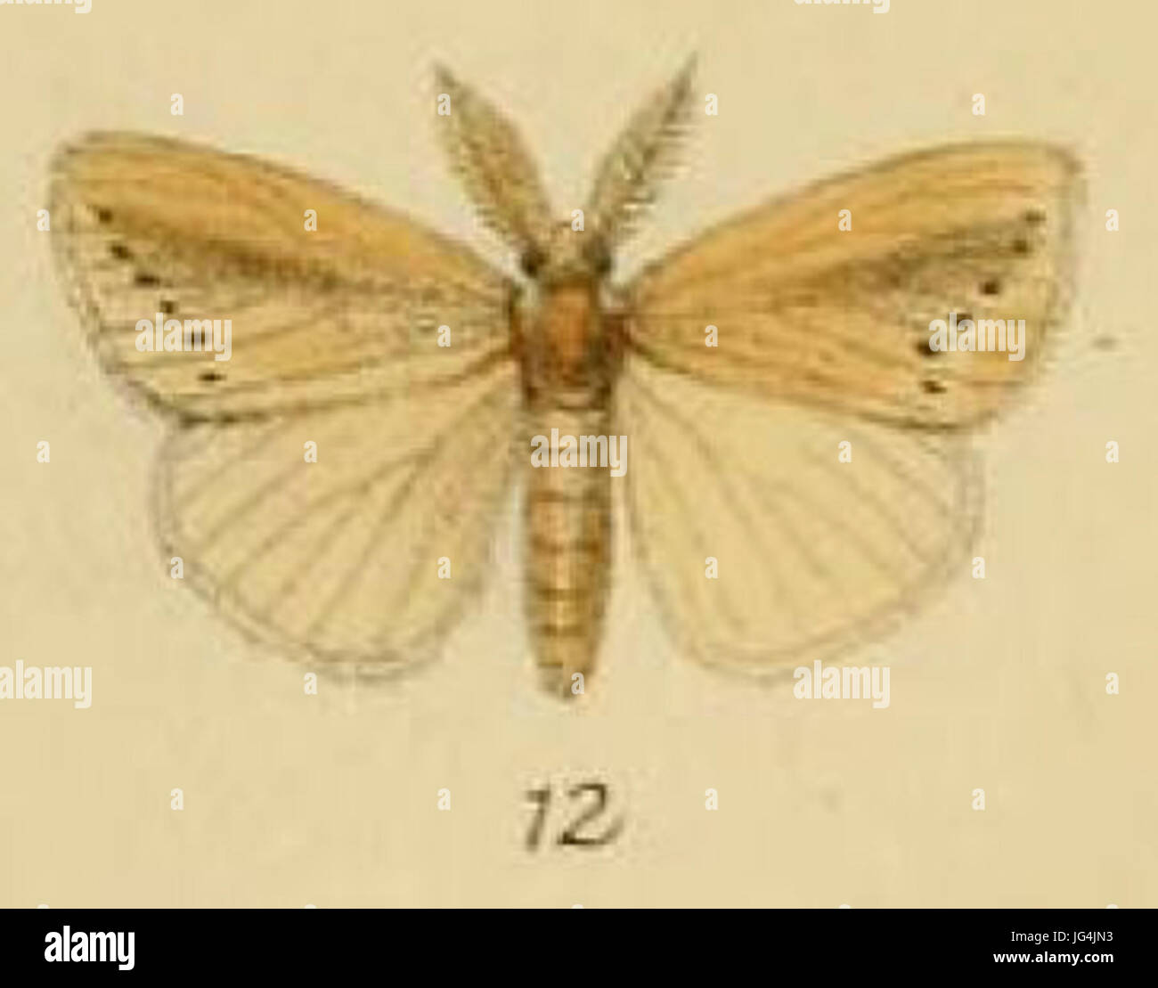 Pl.1-12-Laelia fracta Schaus 26 Clements 1893 Stock Photo