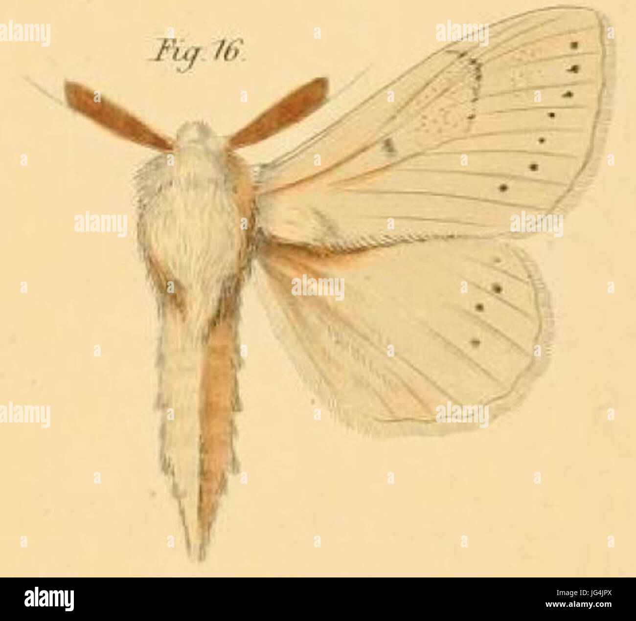 Biological characteristics hi-res stock photography and images - Alamy