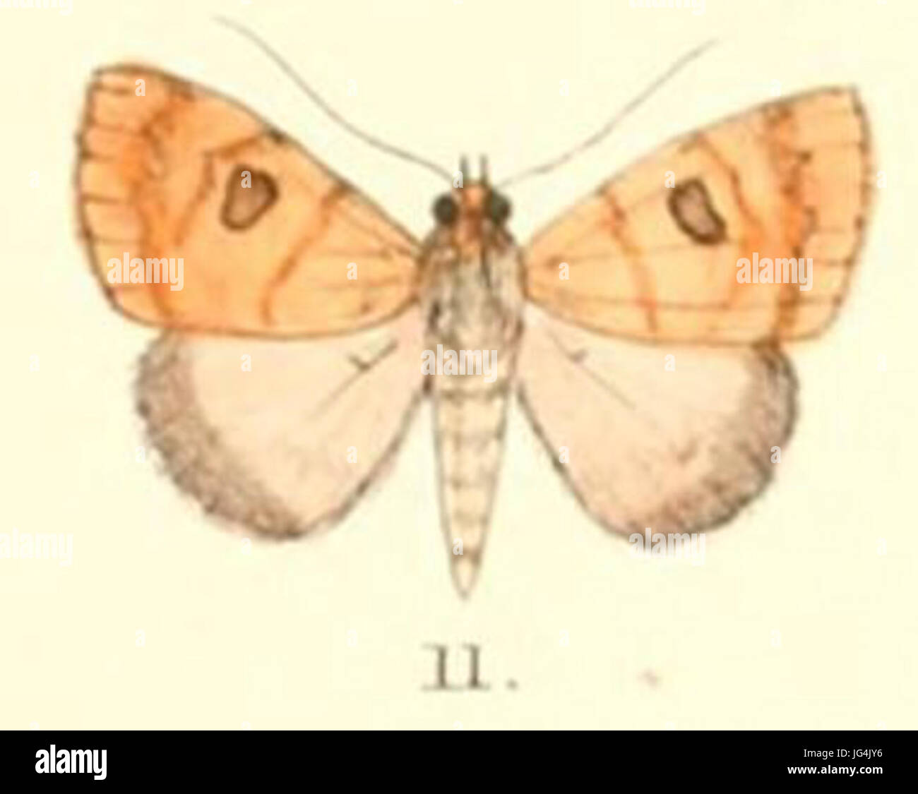 Pl.5-11-Plecoptera oculata 28Moore 188 9 28Poaphila29 Stock Photo