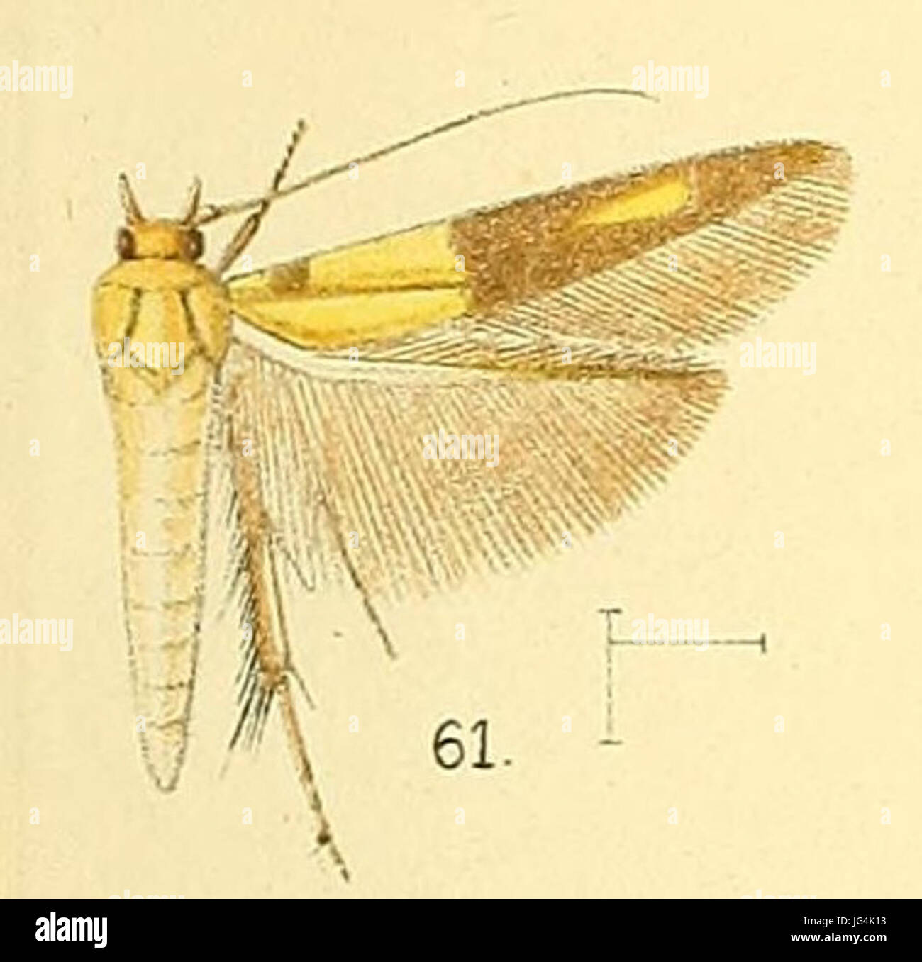Pl.6-fig.61-Stathmopoda auriferella 28Walker 186429 28syn.S.divisa29 Stock Photo