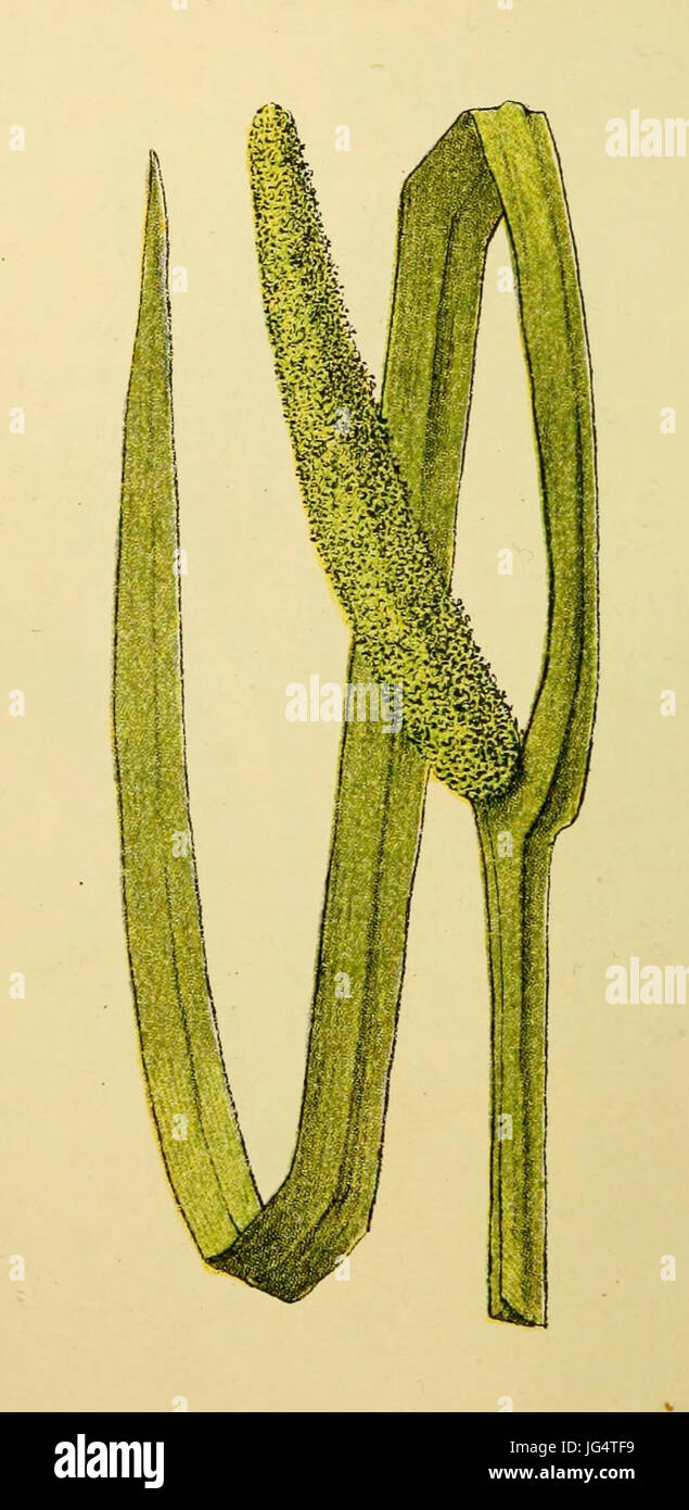 Plantenschat1898 114 52 Kalmus. Acorus calamus Stock Photo