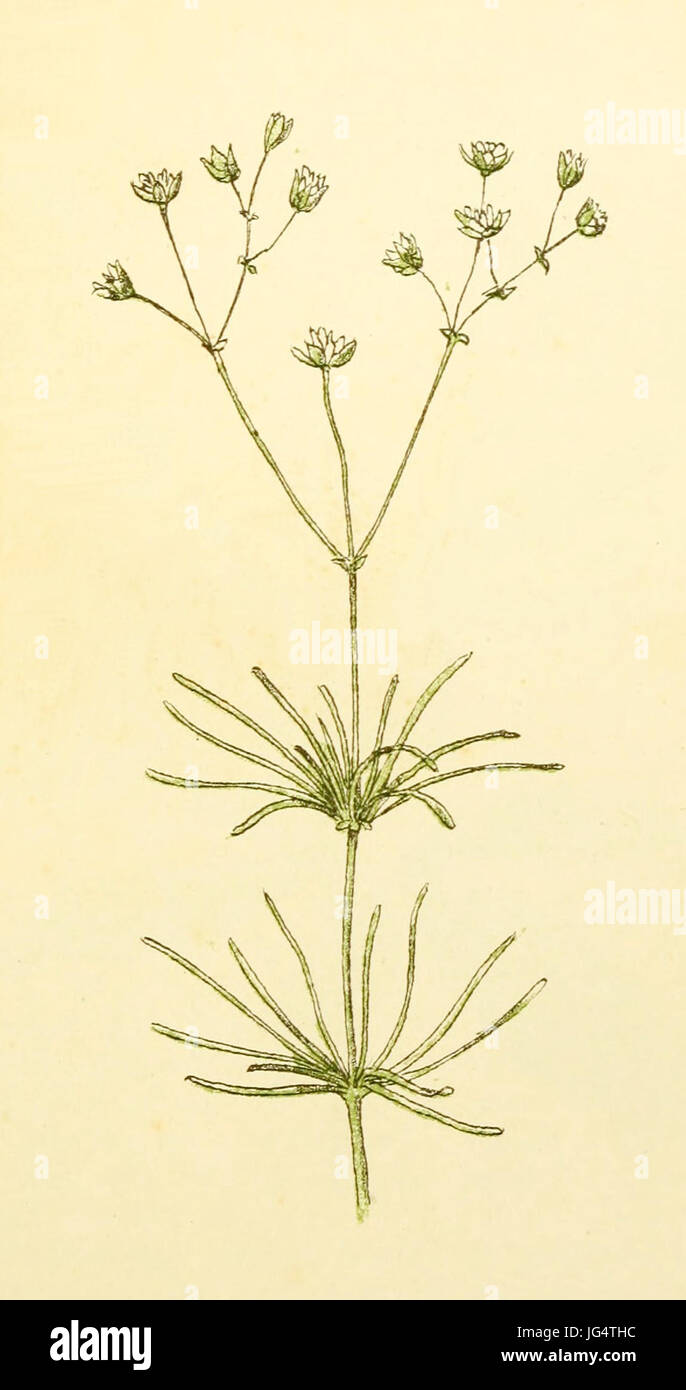 Plantenschat1898 209 99 Spurrie.  Spergula arvensis Stock Photo