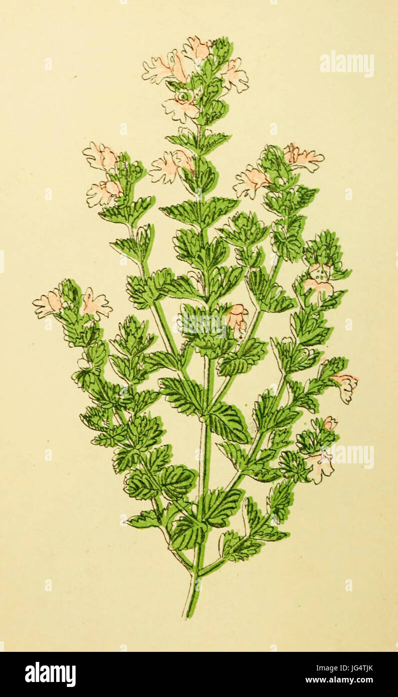 Plantenschat1898  0 130 Oogetroost. Euphrasia officinalis Stock Photo