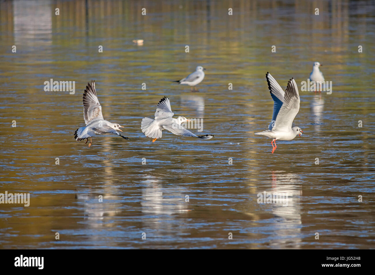 Black headed gulls chasing each other after food Stock Photo