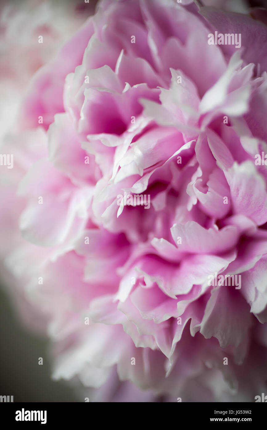 Pretty pink pastel peonies hi-res stock photography and images - Alamy