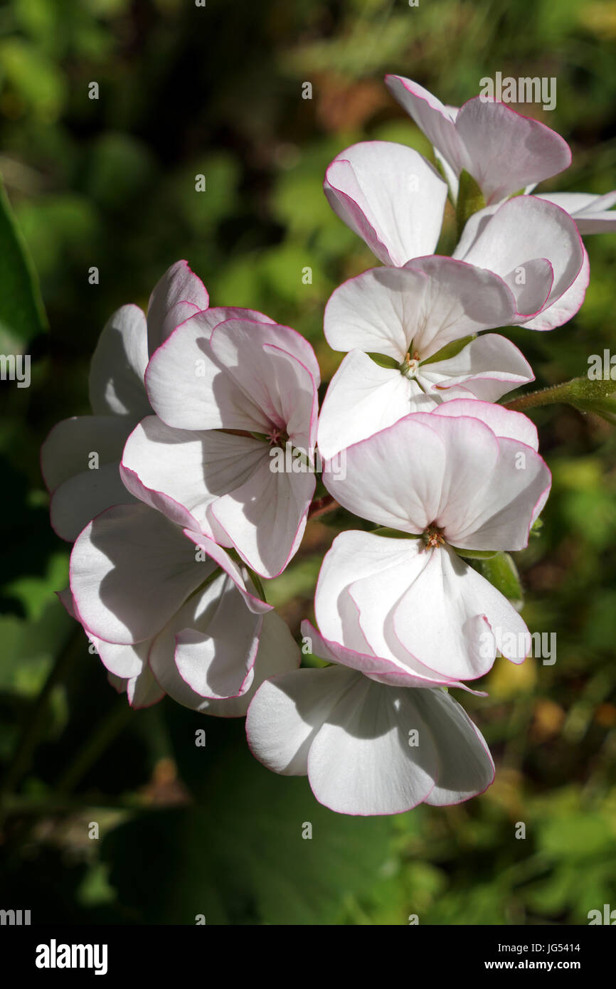 Acantholimon Ulicinum flower Stock Photo