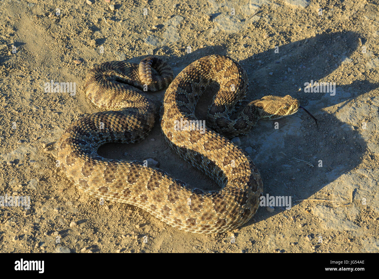 prairie rattlesnake with tongue extended and rattle shaking in the terry badlands near terry, montana Stock Photo