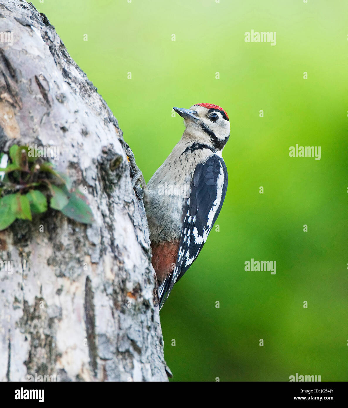 Great Spotted Woodpeckers, Various Venues Stock Photo