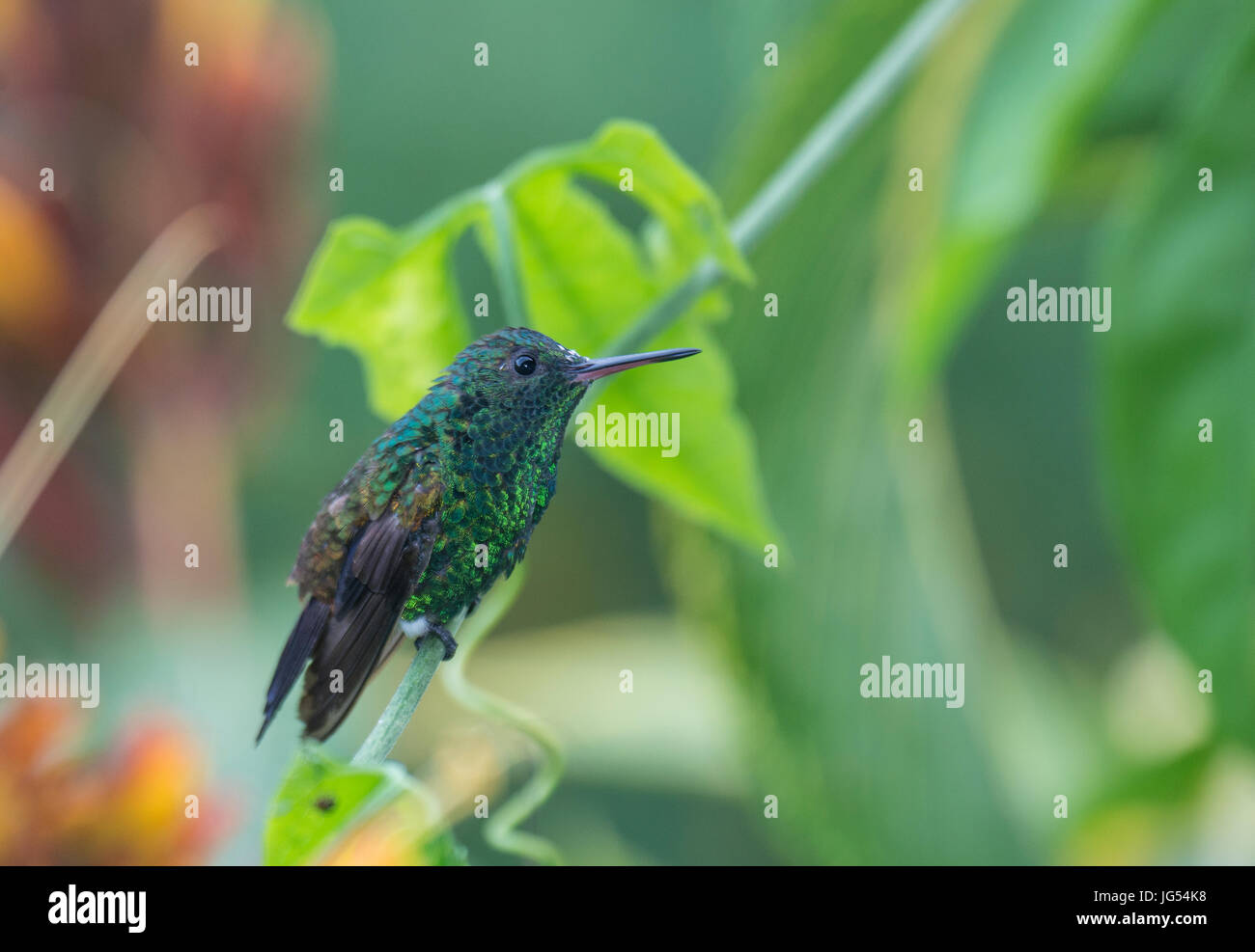 Blue-chinned Sapphire: Chlorestes notata notata. Trinidad. Stock Photo