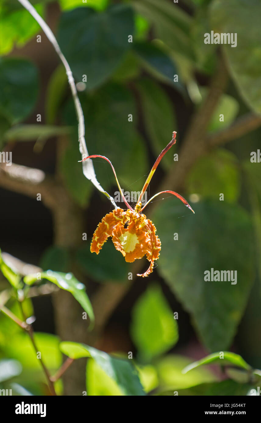 Butterfly Orchid: Oncidium papilio. Trinidad. Stock Photo