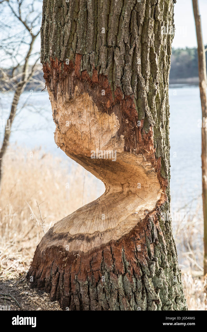 Trees cut down by beavers and their sharp teeth. Animal engineering