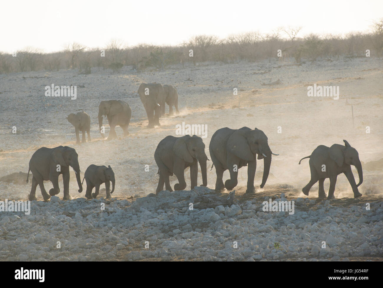 Elephant: Loxodonta africana. Etosha, Namibia. Walking to waterhole at dusk. Stock Photo