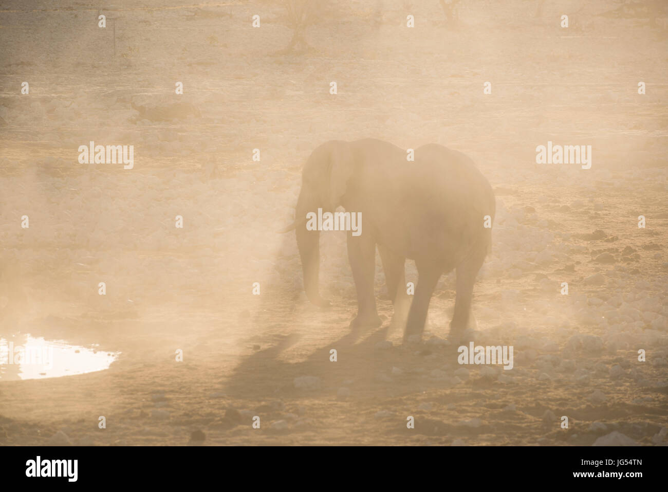 Elephant: Loxodonta africana. Etosha, Namibia. At waterhole at dusk Stock Photo